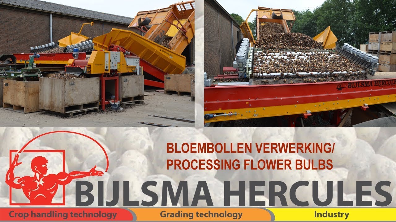 Bijlsma Hercules Bloembollen verwerking