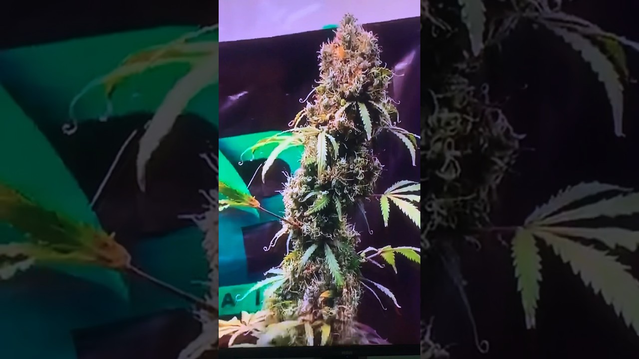 WORLD RECORD SIZE Cannabis Buds #worldrecord #cannabiseducation
