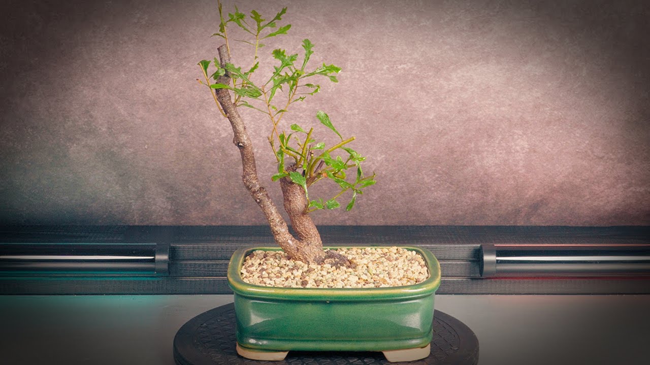 Посадка бонсай мирики кверцифолии