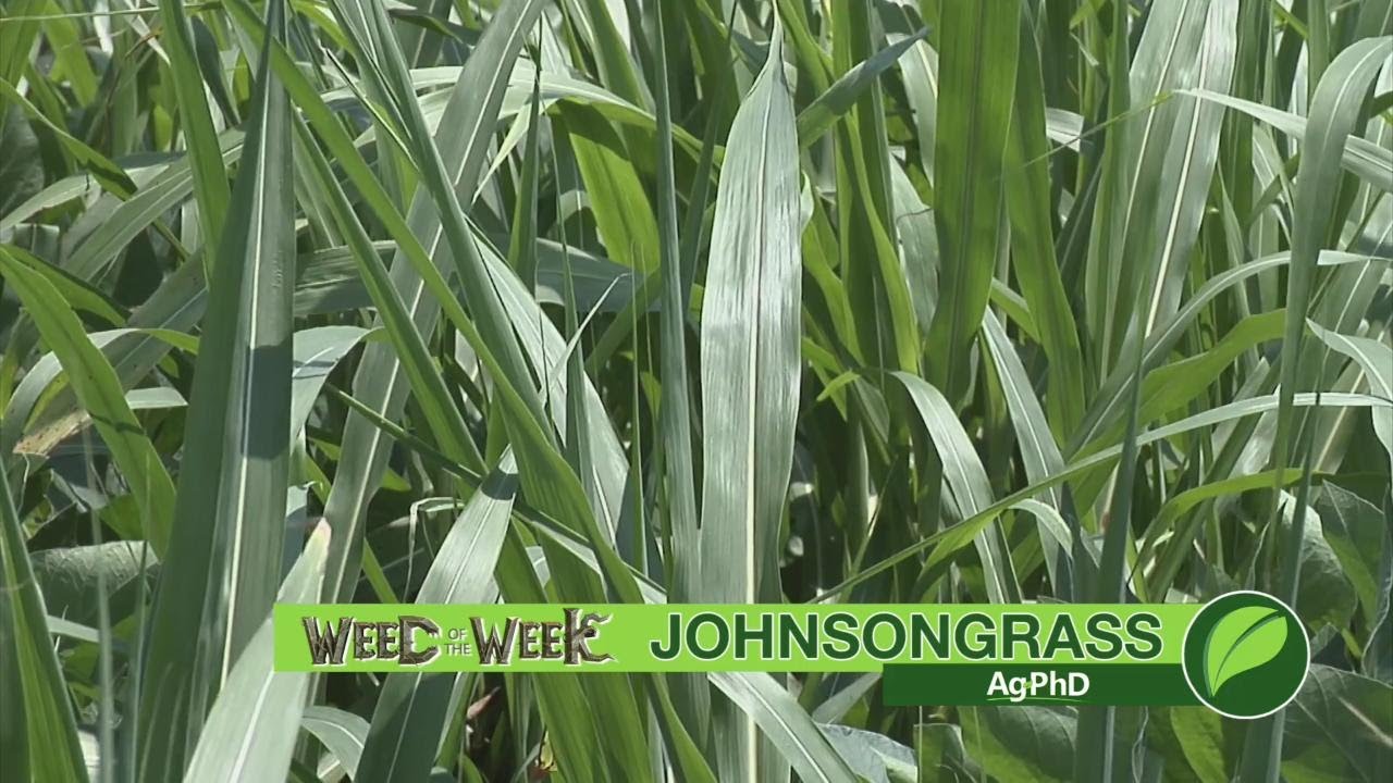 Weed of the Week #1031 Johnsongrass (Air Date 1-7-18)