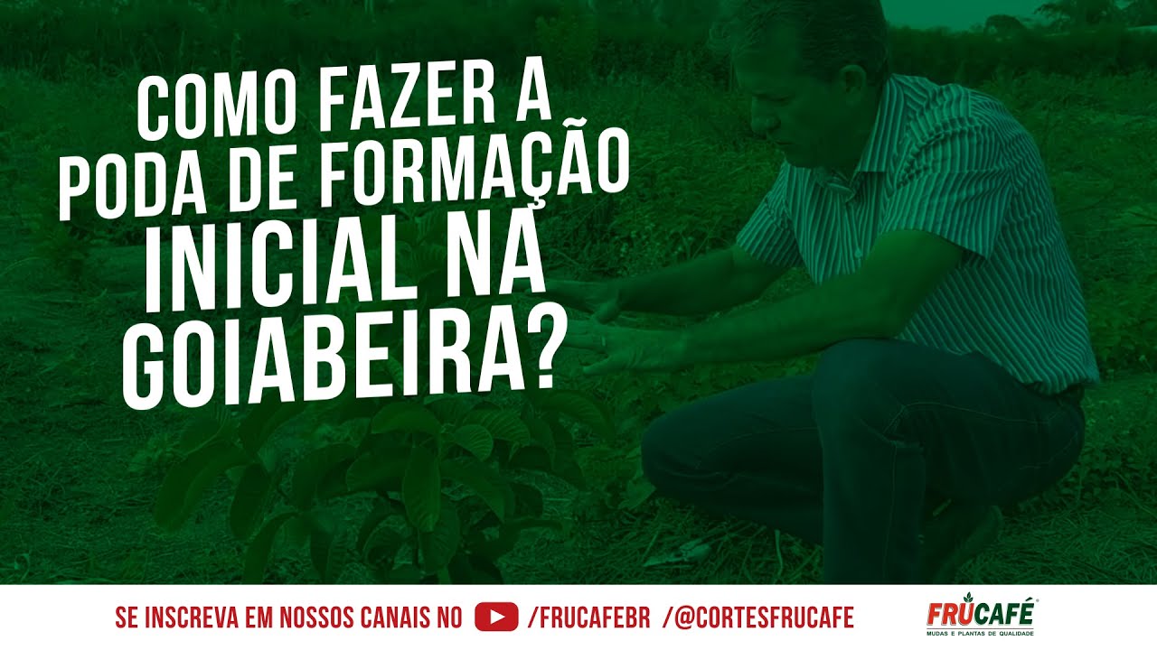 Como Fazer a Poda de Forma&ccedil;&atilde;o Inicial na Goiabeira?
