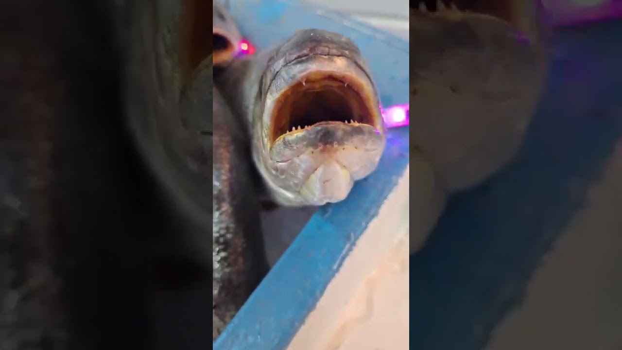 بلطى و جمبرى .. اسعار الأسماك اليوم بالأسواق..