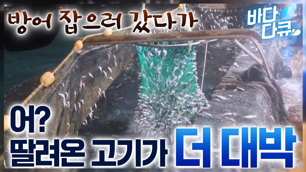 어제 친 그물 올려보니 고기가 다닥다닥../ 작업자들 휘청거리게 할 대박 터졌다! 이게 다 얼마야? /극한직업 / #바다다큐