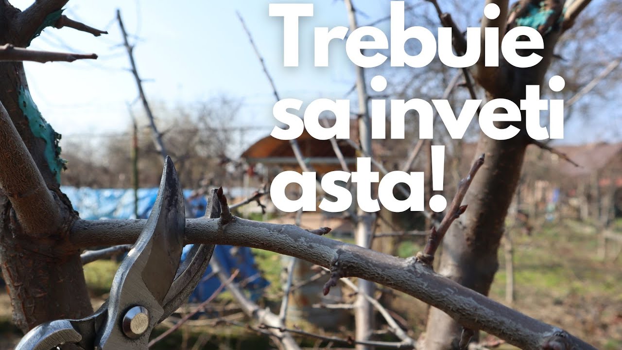 Tăierea la Prun pentru Începători: Pași Ușori pentru o Recoltă Bogată!