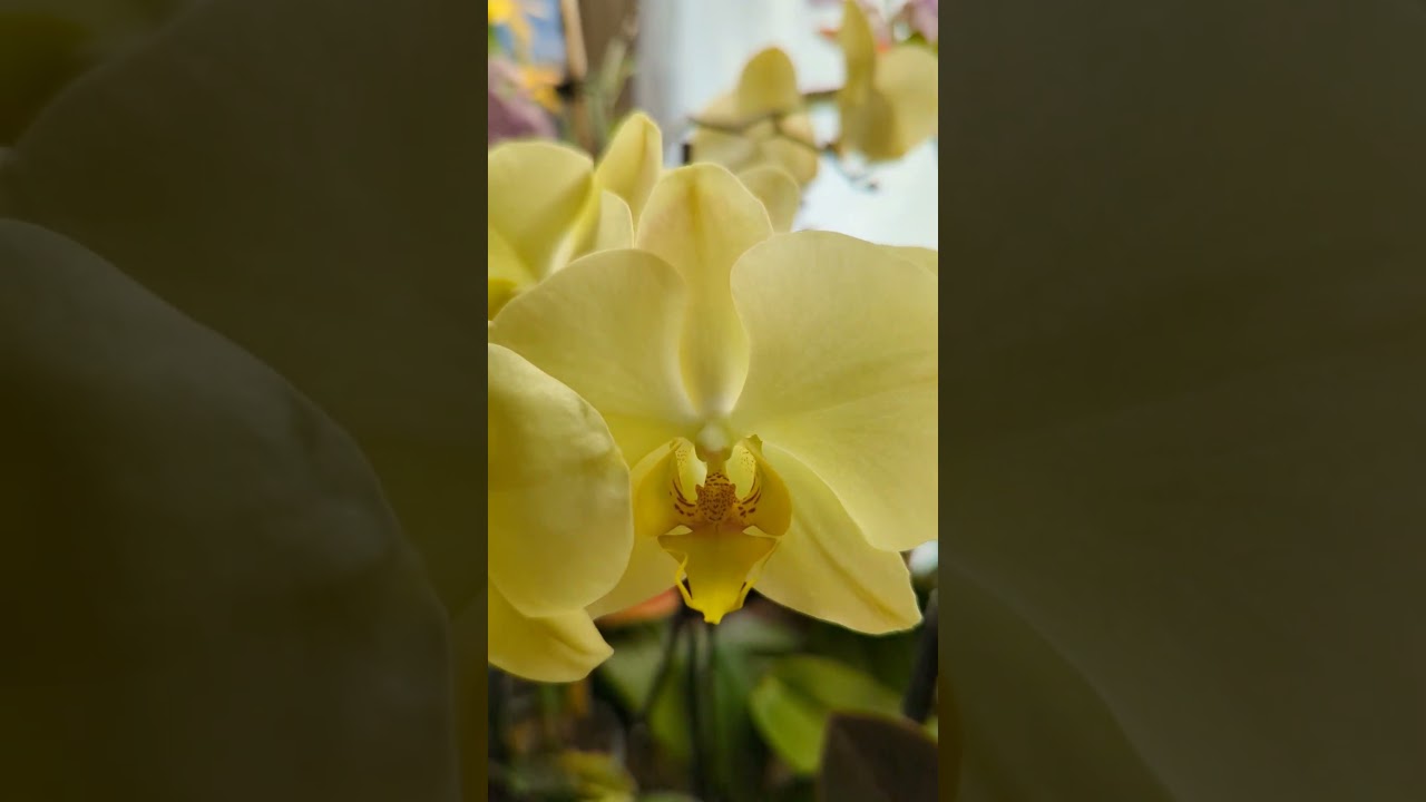 Orchid with yellowish-green blooms. What's your favorite color?
