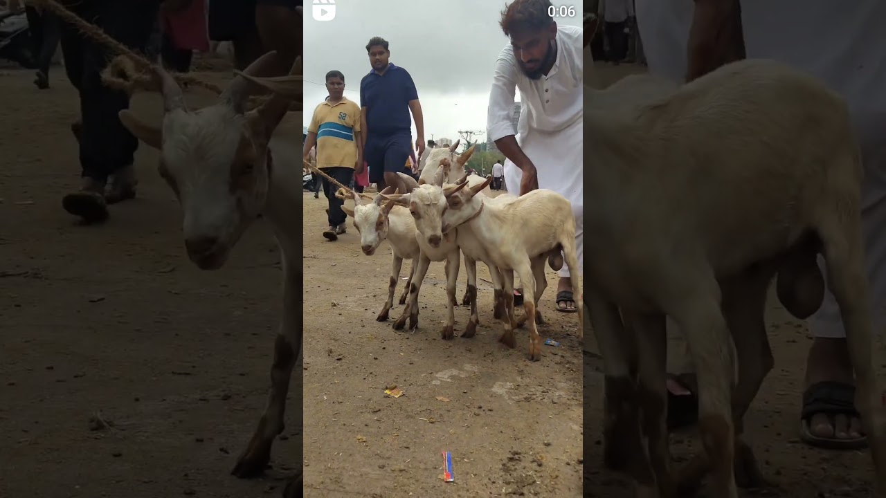 #GoatWisdom
