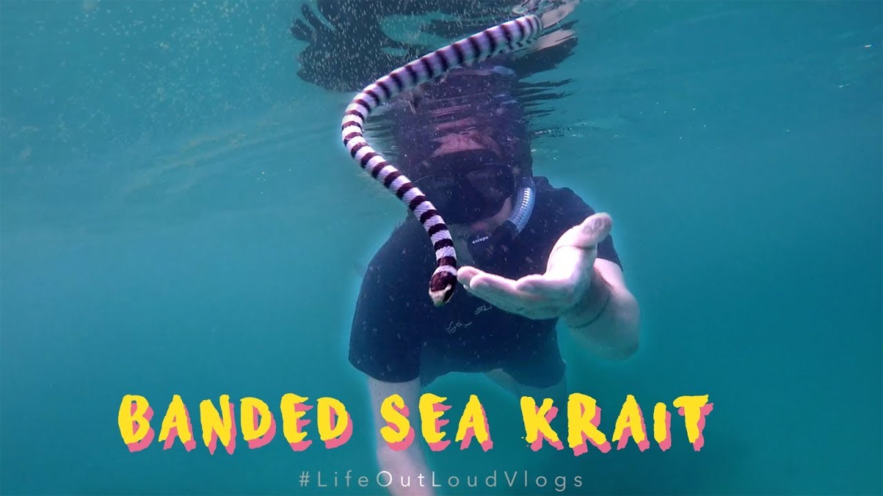 Hank Schyma Close Encounter with Sea Snake  - Thailand / Myanmar Snorkelling