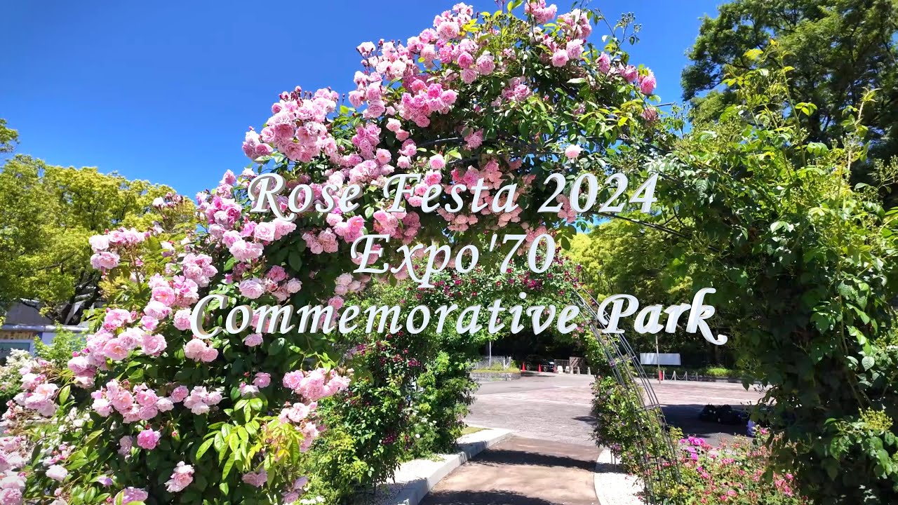 4K | Rose Festa 2024 | Rose Garden |OSAKA Expo'70 Commemorative Park | ローズフェスタ 2024 | 万博記念公園 | Japan
