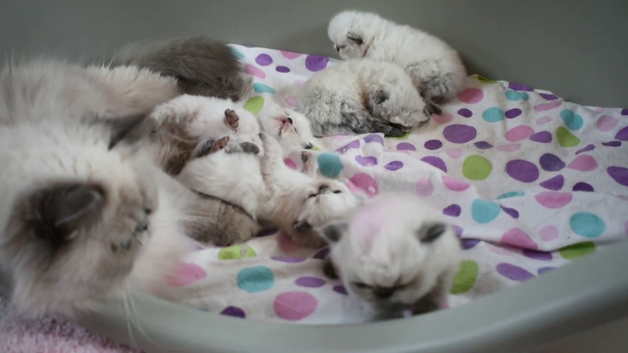 Larkspur's Five Gorgeous and Sweet Himalayan Kittens