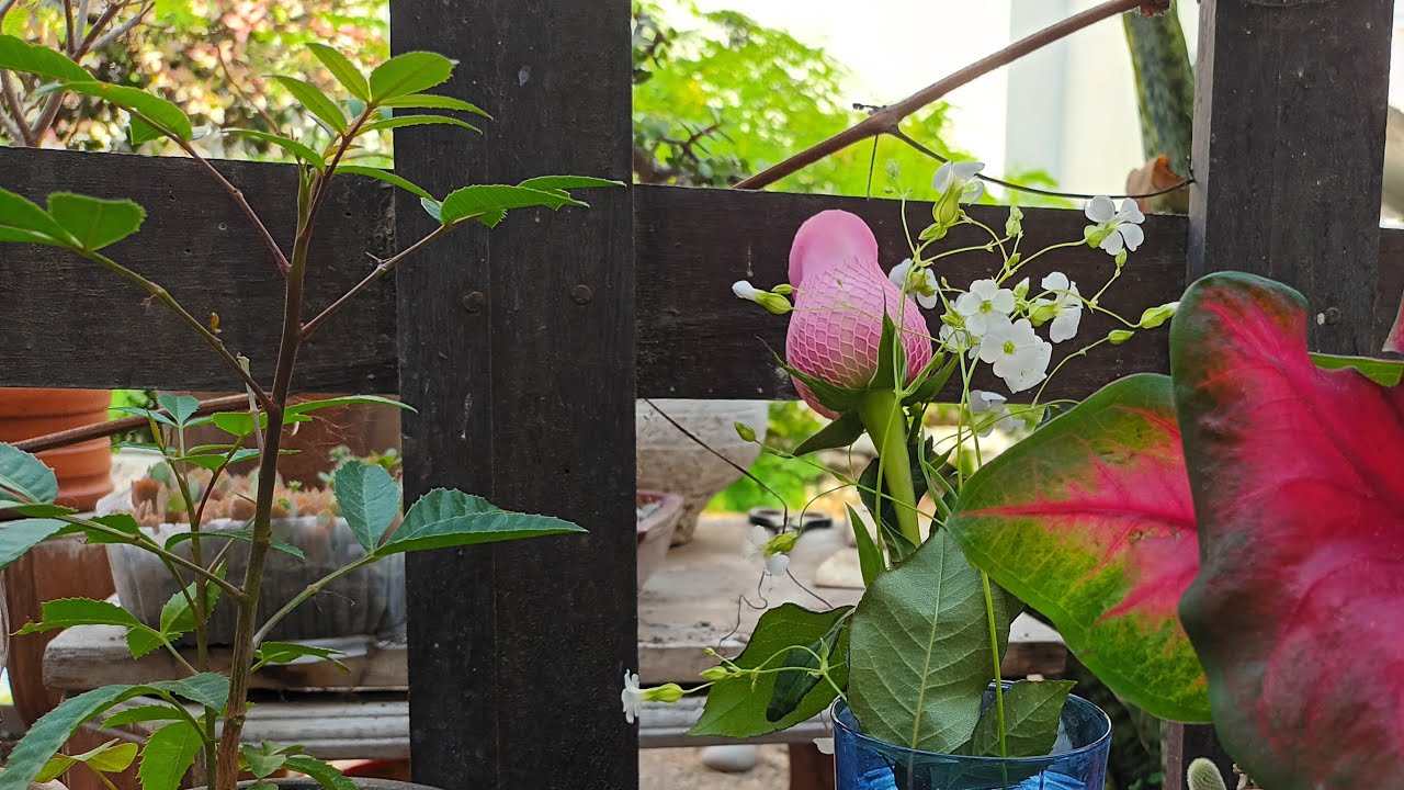 En el jardín #felizsanvalentin #siempreverde