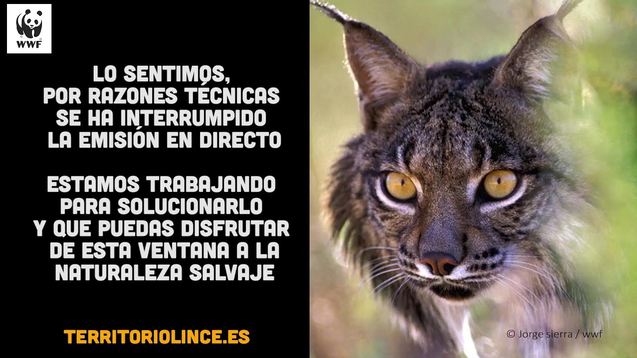 Emisión en directo Territorio Lince