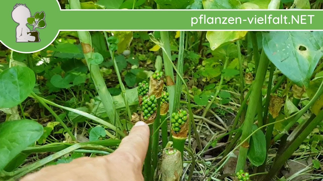 Gefleckter Aronstab - Fruchtbildung - 12.05.18 (Arum maculatum) - giftige Wildpflanzen Bestimmung