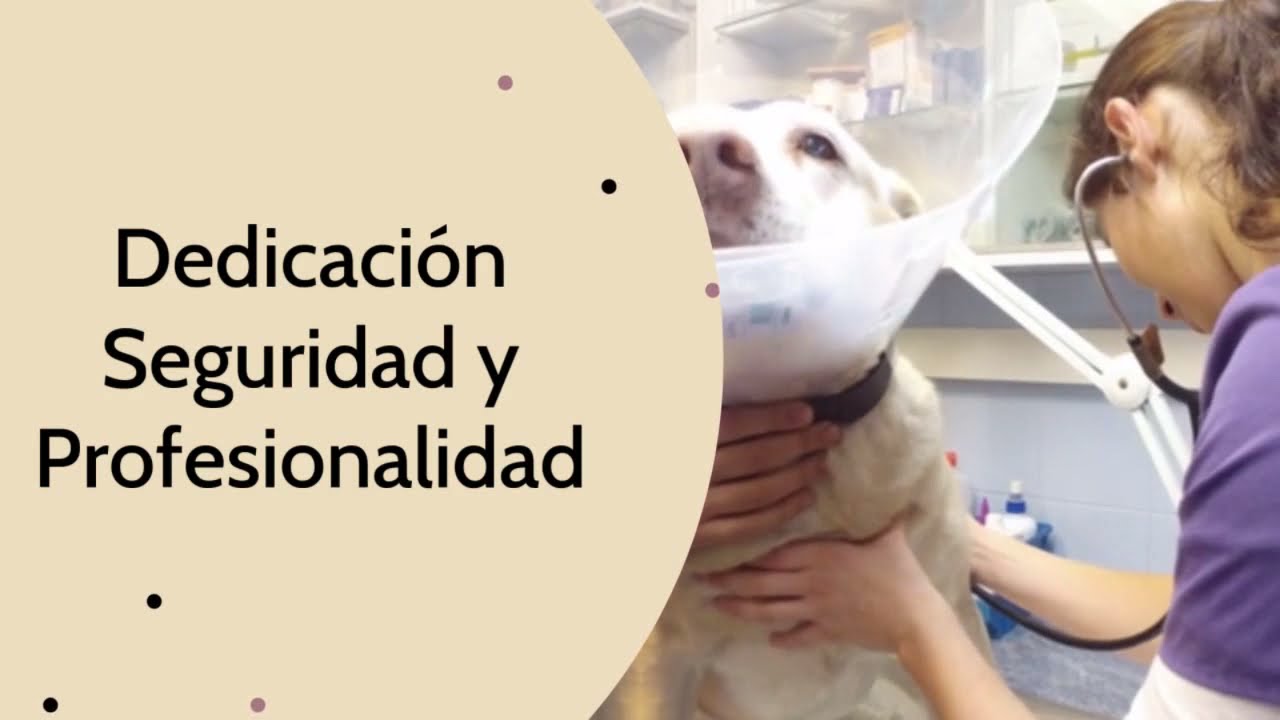 Día mundial de la veterinaria