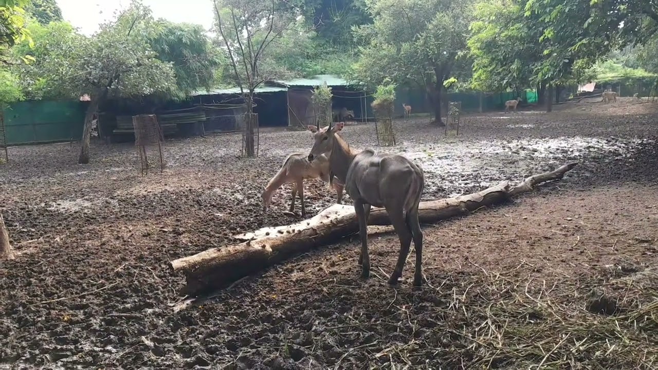 #Bluebuck