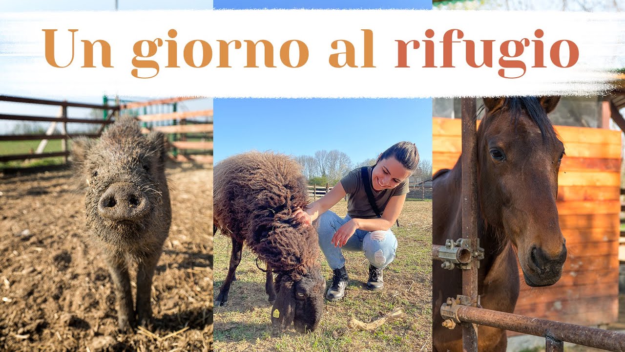 QUANDO GLI ANIMALI SONO LIBERI SUCCEDE QUESTO | Elefanteveg