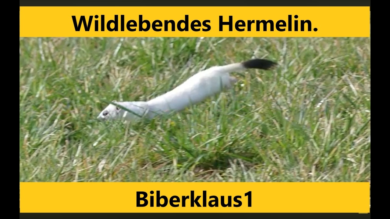 Hermelin rennt über eine Wiese. . Organal/ Zeitlupe