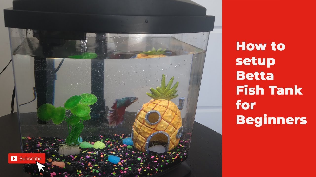 How To Setup Betta Fish Tank for Beginners!