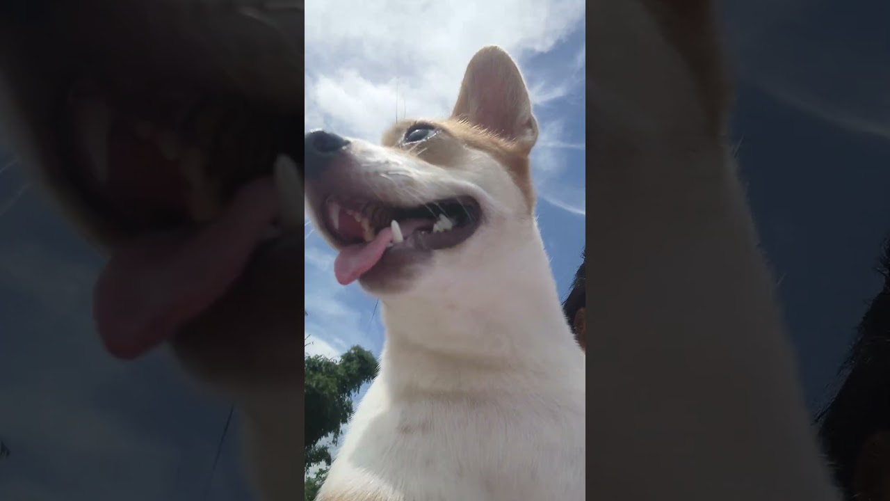 #youtubeshorts #Mhh little princess#petshub #doglover#cute #shorts