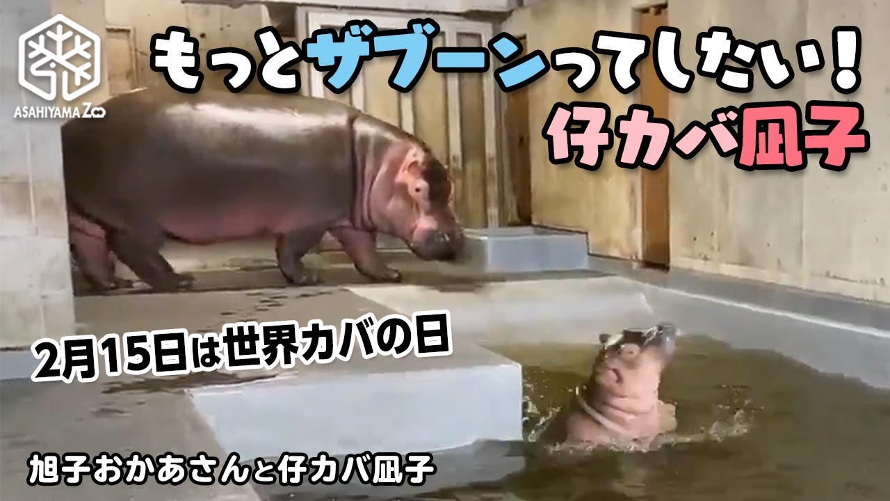 【旭子と仔カバ凪子】＼2月15日はWorld Hippo Day／もっとザブーン！ってしたい♪まだちっちゃい頃の仔カバ凪子 [Asahiyama Zoo] Baby Hippo Nagiko