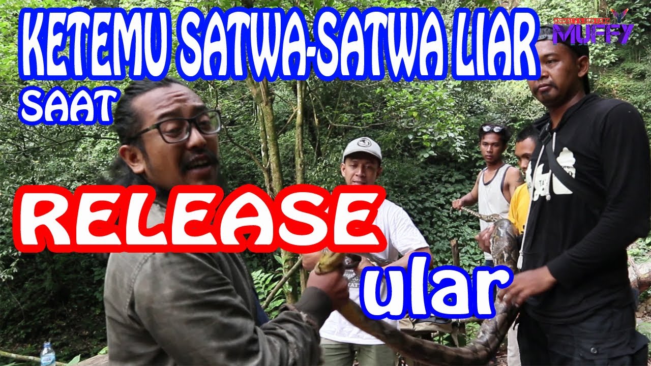 KETEMU BANYAK SATWA LIAR SAAT RELEASE ULAR DI HUTAN LINDUNG PETUNGKRIYONO