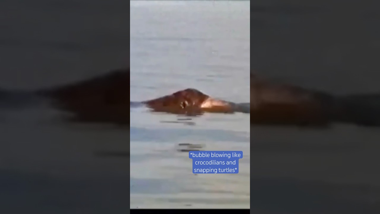 Lake Van Monster Turkey FILM ANALYSIS 