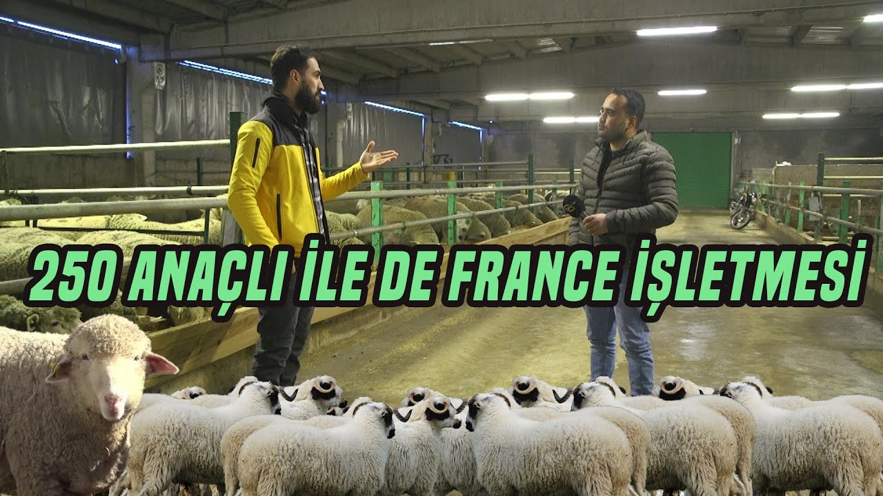 250 Anaçlı İle de France İşletmesindeyiz - Çobanın Sesi
