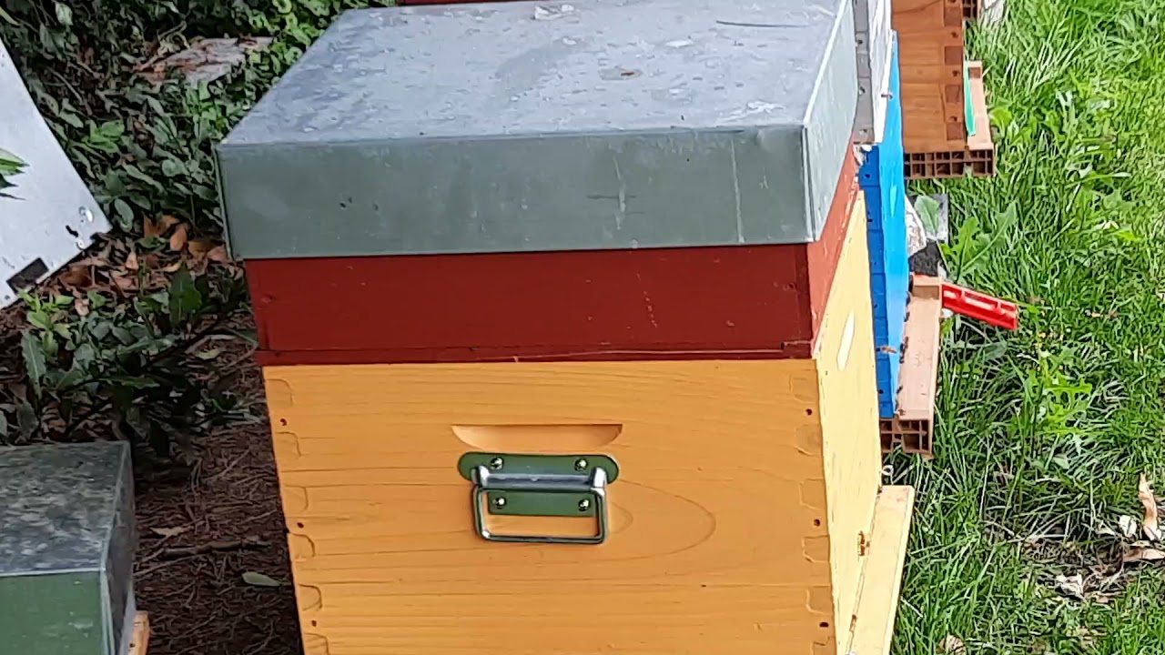 Acheter une colonie d'abeilles.