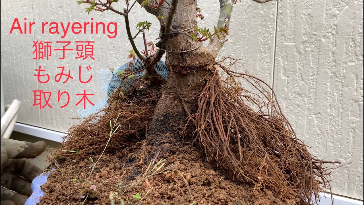獅子頭もみじの取り木外し Bonsai Maple Shishigashira Layering