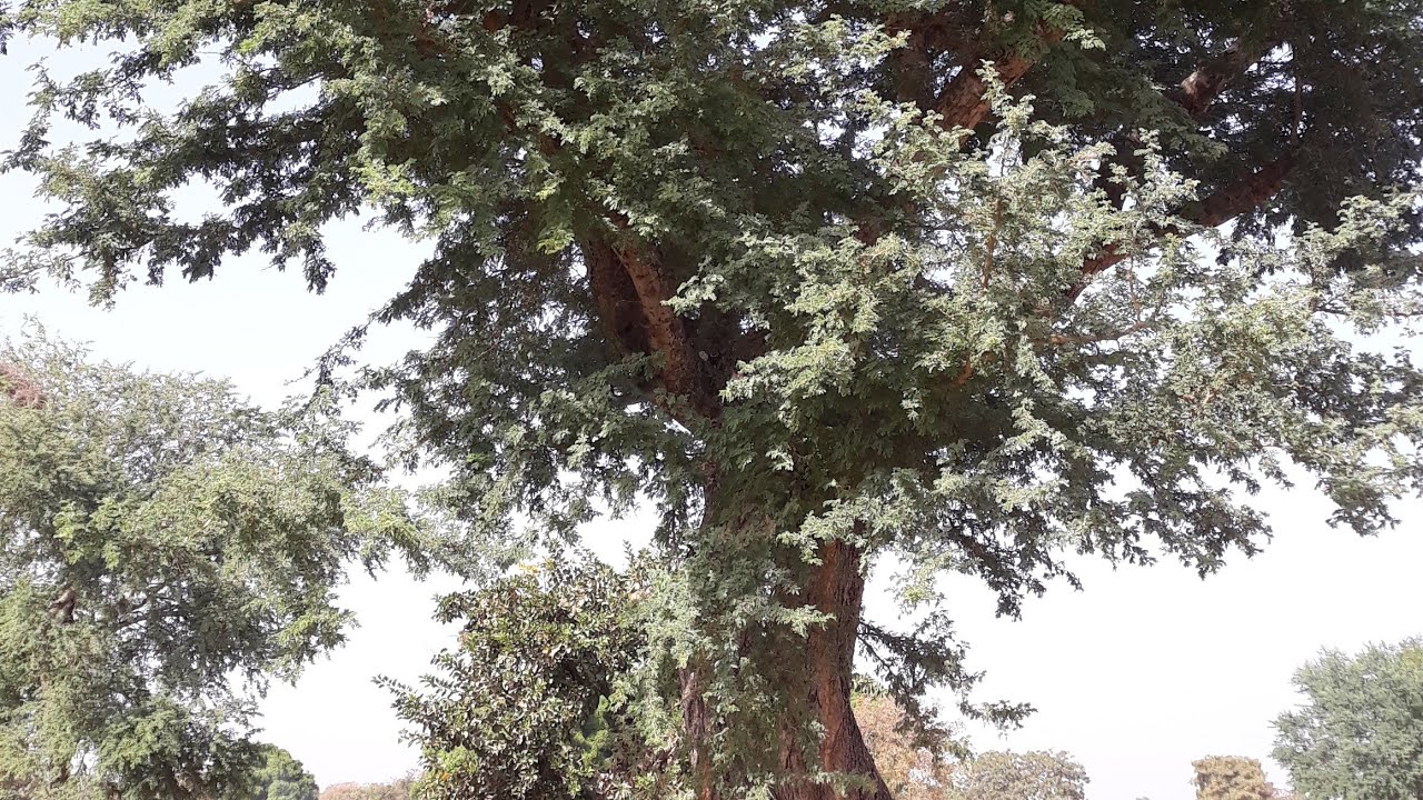🔴Ľarbre Balanzan et ľarbre Niama et ces bienfaits