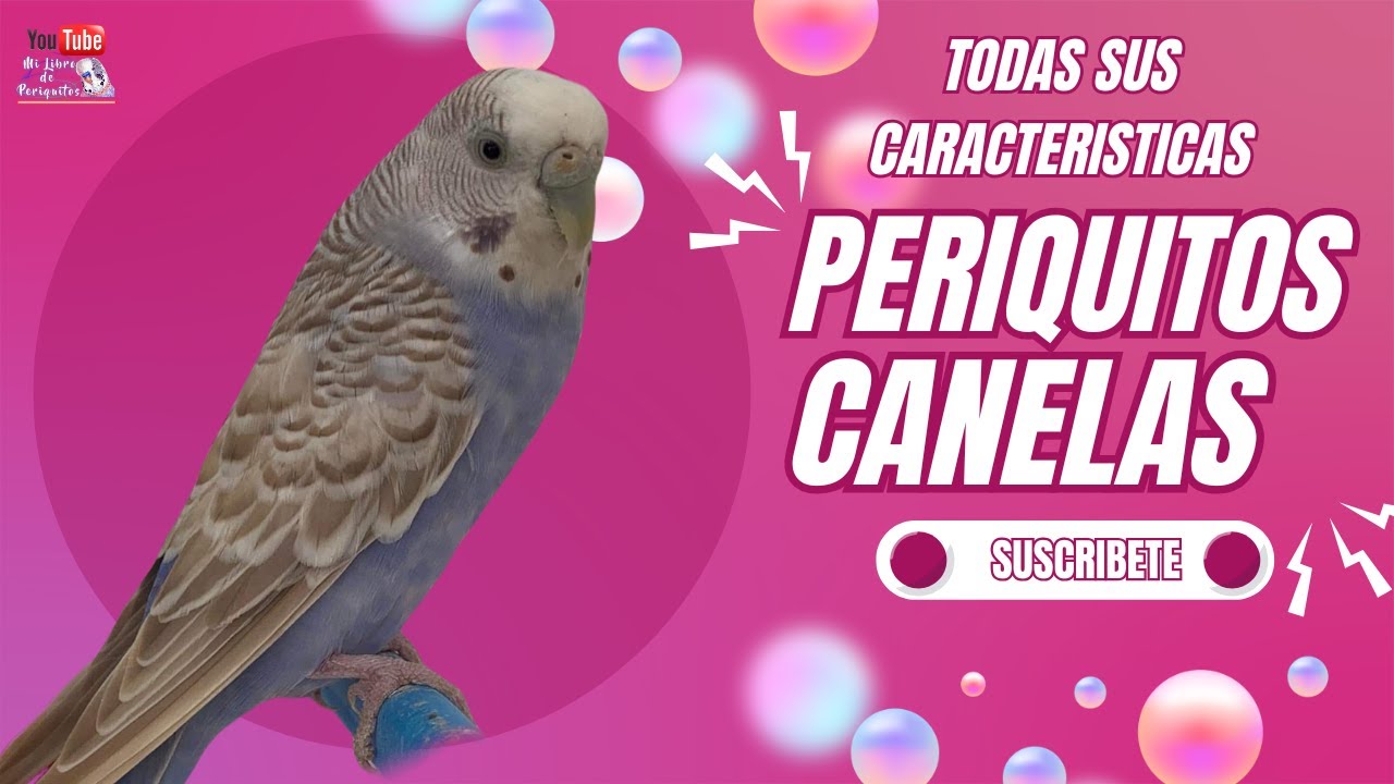 Periquitos Canelas Todas Sus Características