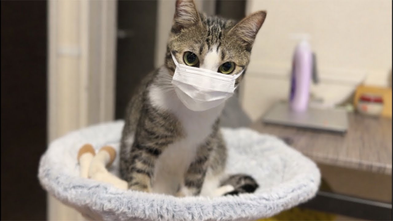 風邪ひいた日曜猫まみれライブ※22:45開始！