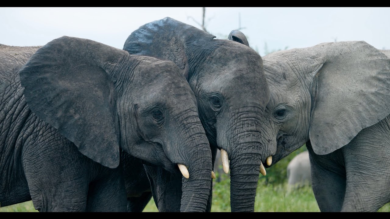 Orphaned Elephant Relocation - Tusk