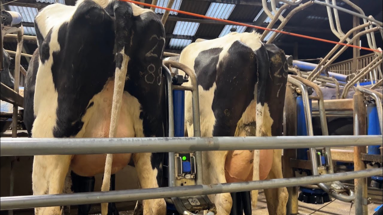 Fresh Heifers FOR SALE in Exeter Livestock Market Friday 13th! 