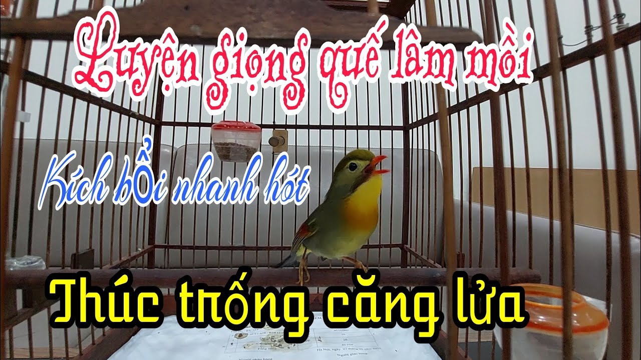 Luyện giọng quế lâm mồi - chim quế lâm mồi hót đấu bổi gọi bổi bổi nghe là về quế lâm mái mồi.