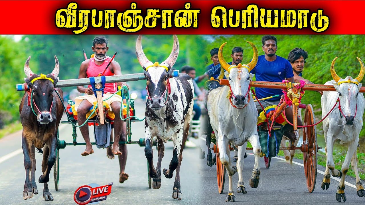 ⭕LIVE|பெரியமாடு வீரபஞ்சான் 70,001ஆயிரம் யாருக்கு??|Madurai நேரலை