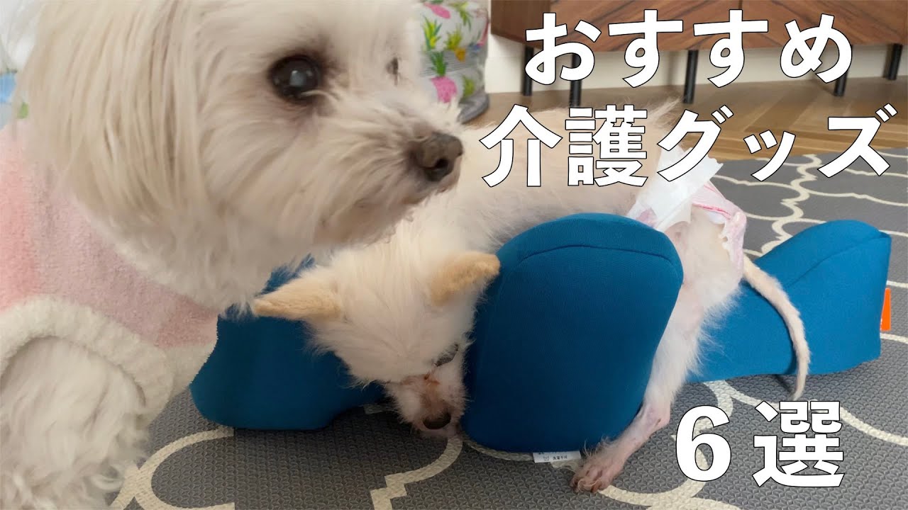 【老犬介護】介護が楽になるオススメ介護グッズ６選❣️