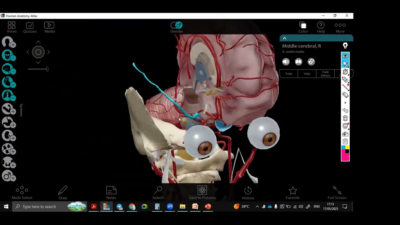 3D Arterial supply of the brain 🧠 Internal carotids , vertebrobasilar system & circle of willis