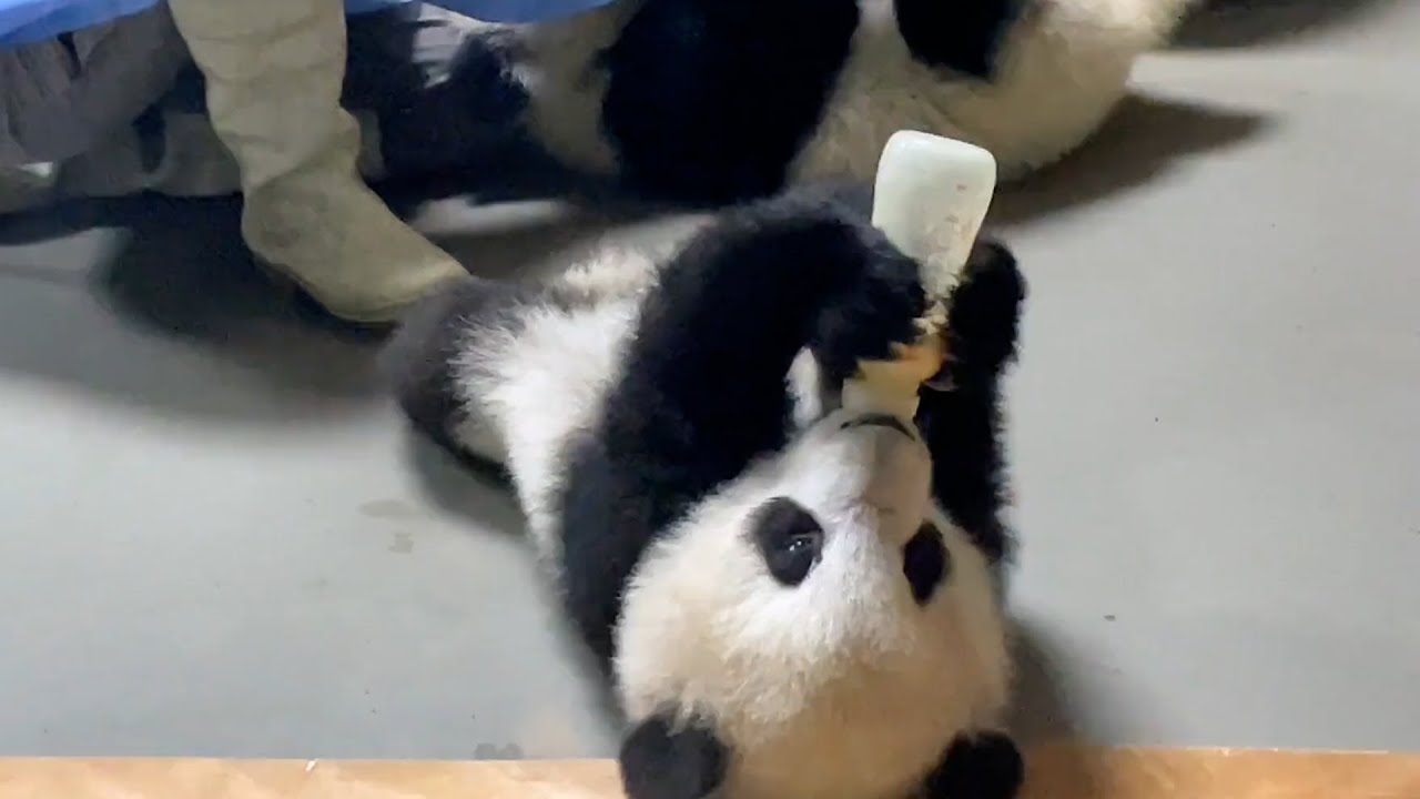 Chengdu Panda Reserve