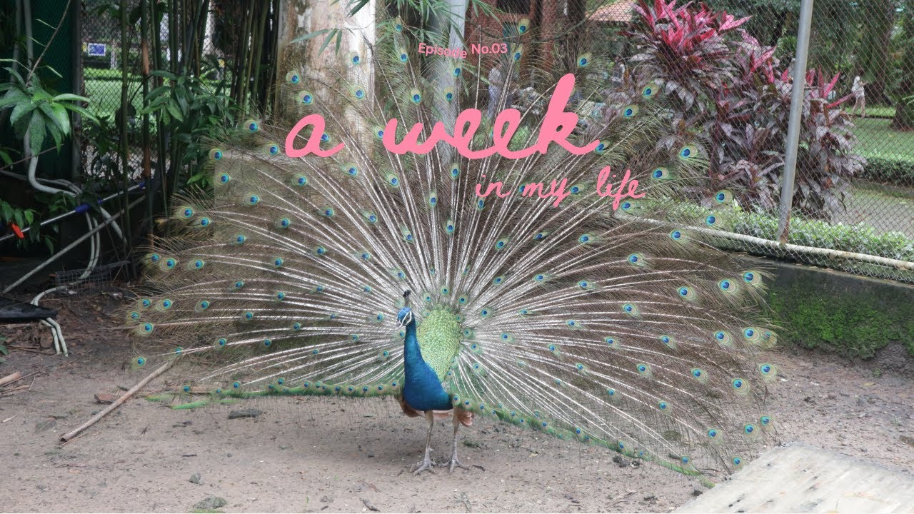 a week in my life vlog