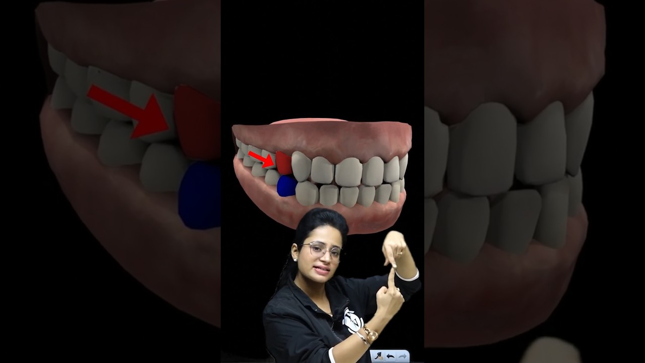 What are 14 Dental Points in SSB Medical Test 