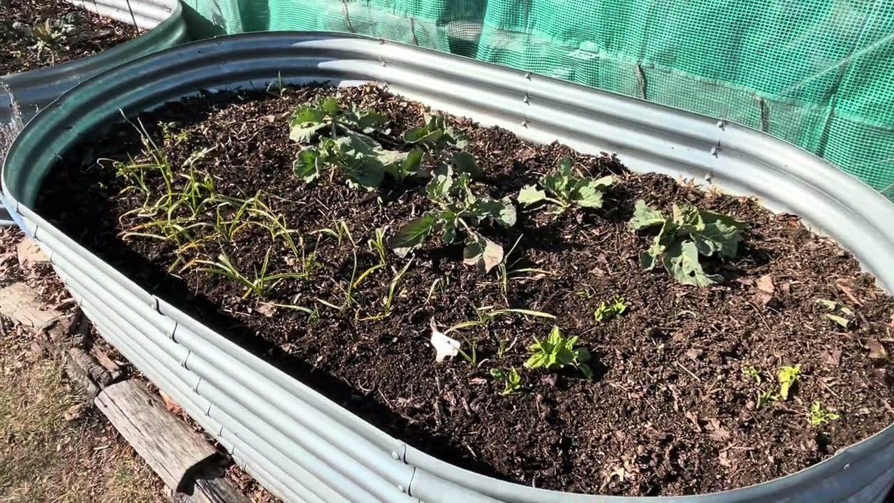 Signs of Spring and Garden Prep