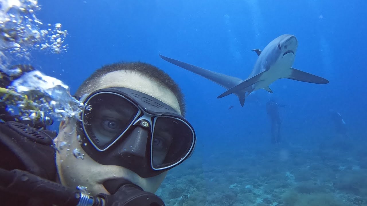 Diving Malapasqua for thresher sharks