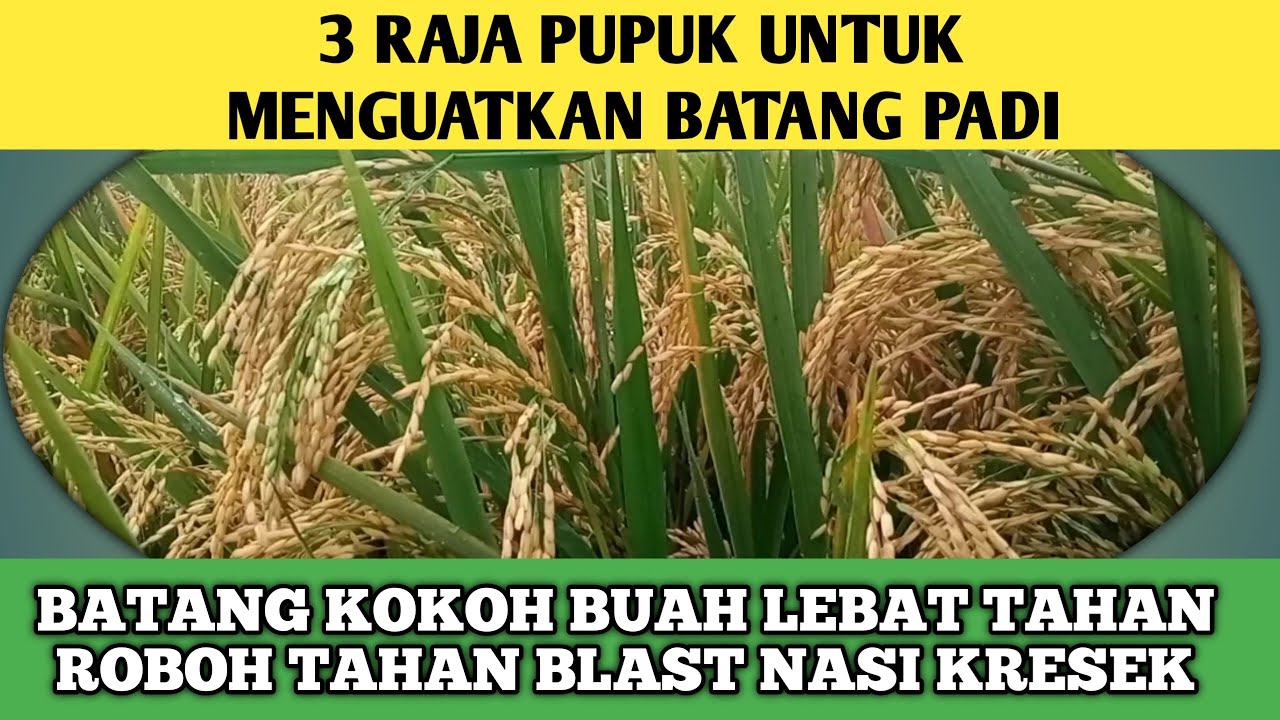 3 CARA UNTUK MENGUATKAN BATANG PADI BULIR LEBAT BERBOBOT TAHAN BLAST KRESEK ANAKAN BANYAK KOKOH