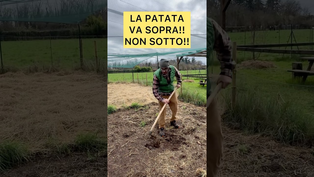 LA PATATA VA SOPRA! NON SOTTO!! 