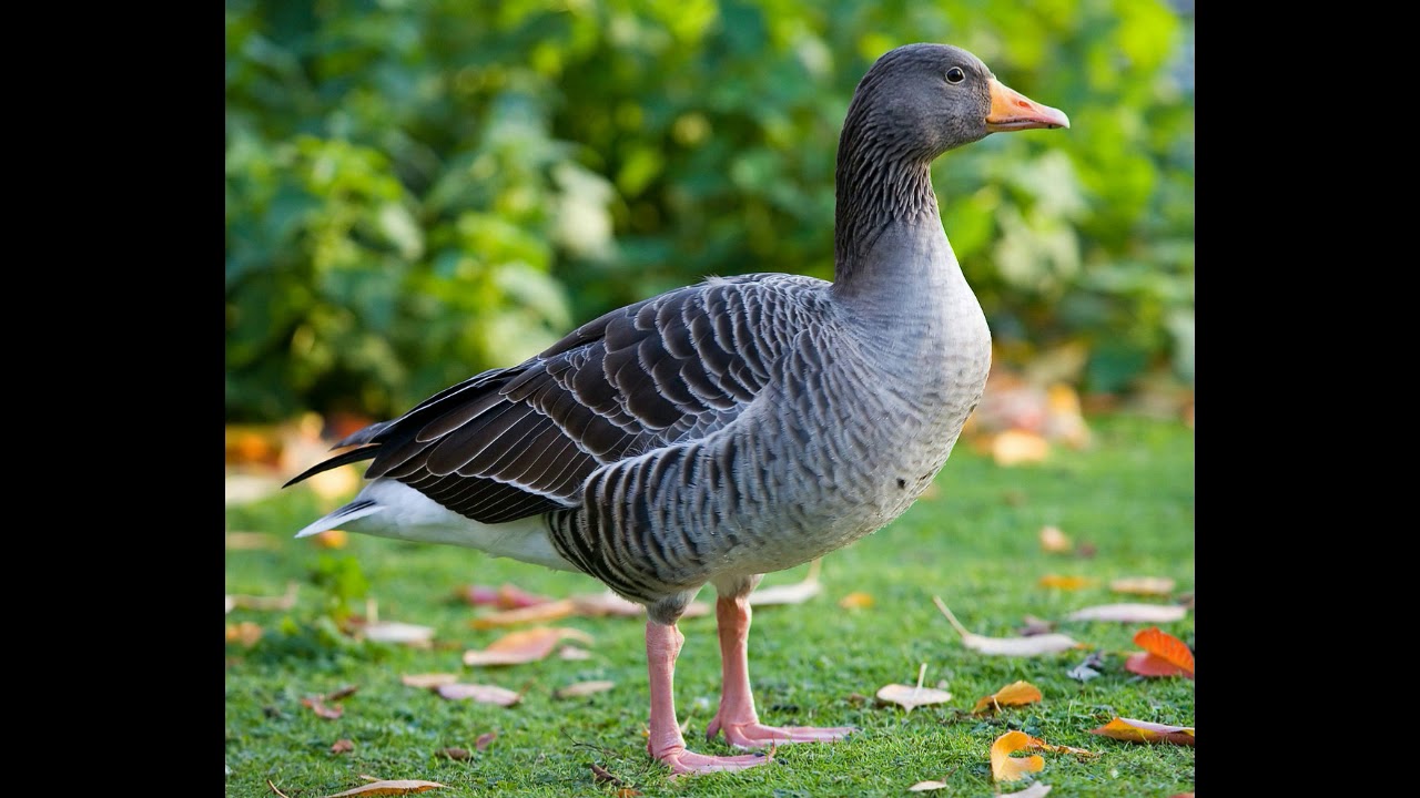 Greylag Goose call