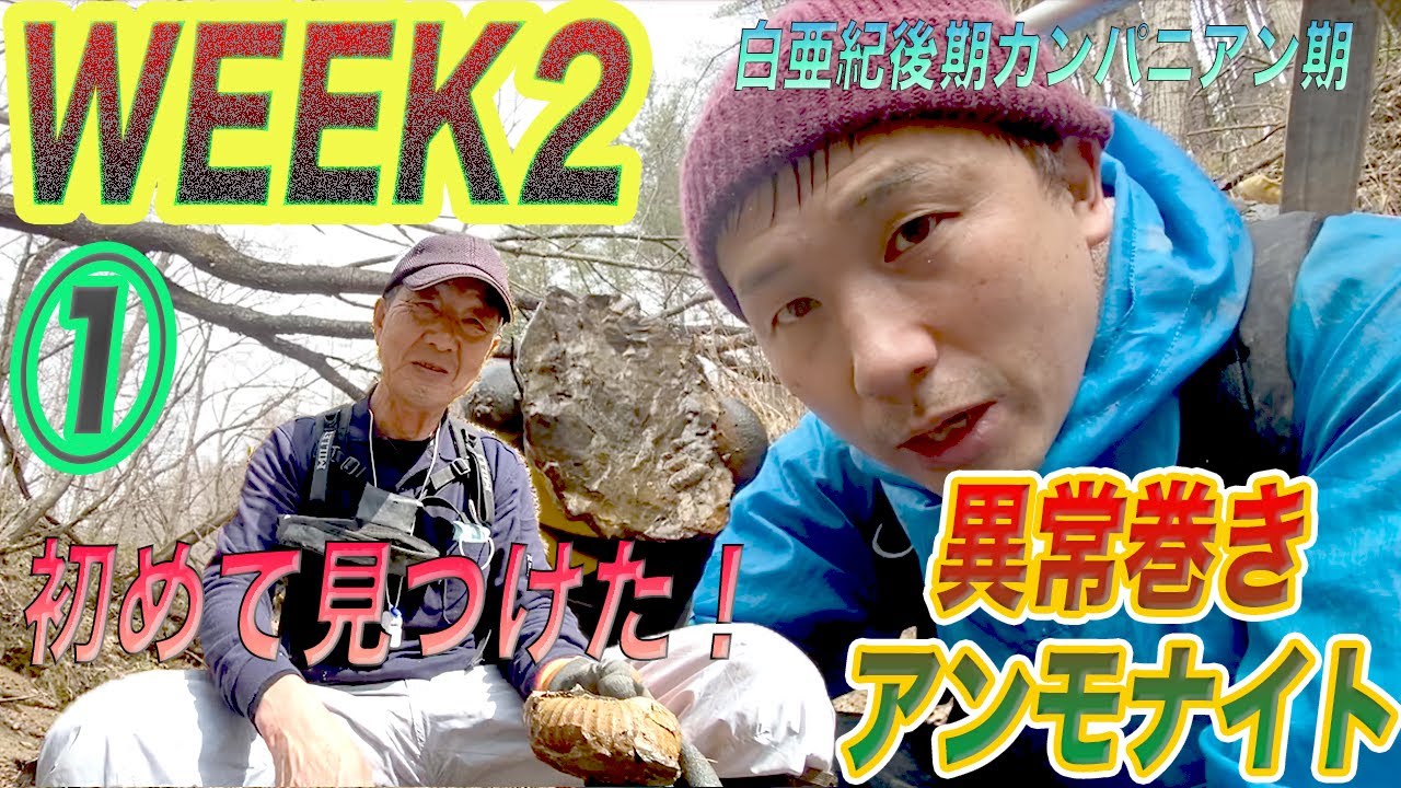 【season２】《week２》①大発見！なんの化石？！WW異常巻きアンモナイトだ！！凄い発見してしまったかも知れません！？★春の山菜も超ビッグサイズ★