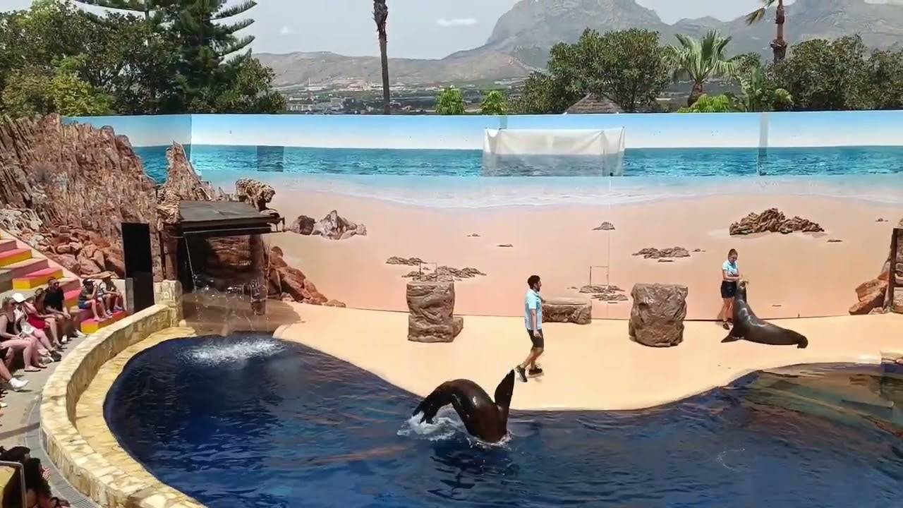 🌊🐬Mundomar en Benidorm, excelentes los entrenadores y los delfines 🐬💙muy emotivo, me encantó!