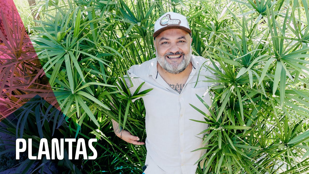 Plantas Aquáticas para lagos ornamentais
