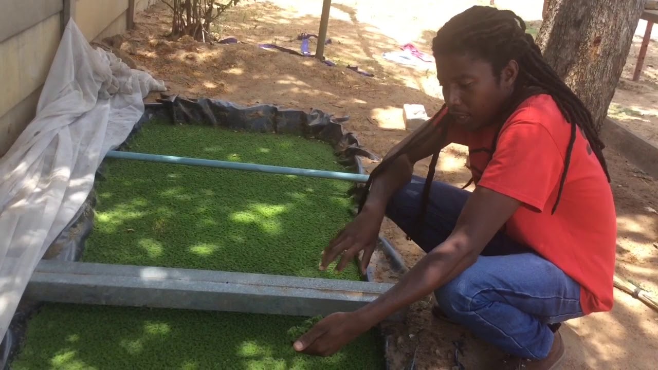 Azolla farming in Zimbabwe(Fish , poultry feed and bio fertilizer)