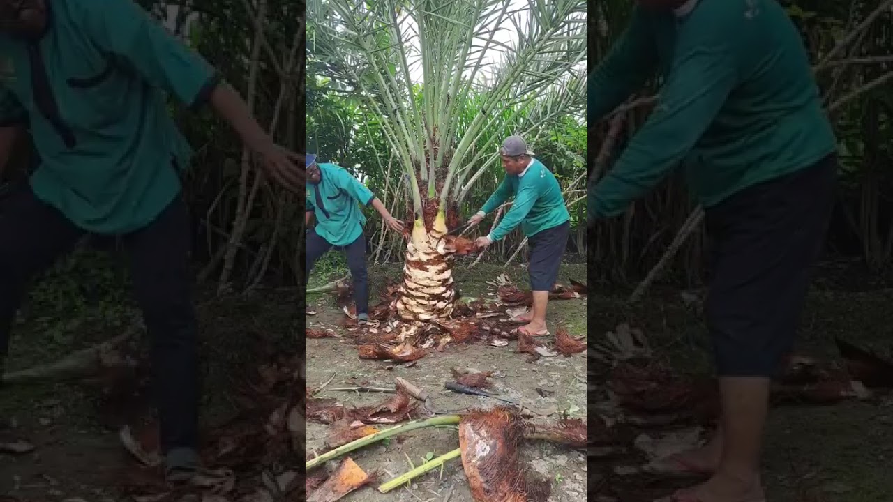 Part 1 proses pengambilan nira kurma #kurmakediri #kurmaindonesia #kebunkurma #4u #datepalm #nira  